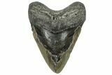 Bargain, Fossil Megalodon Tooth - Serrated Blade #309463-1